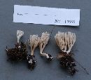 Ramaria gracilis image